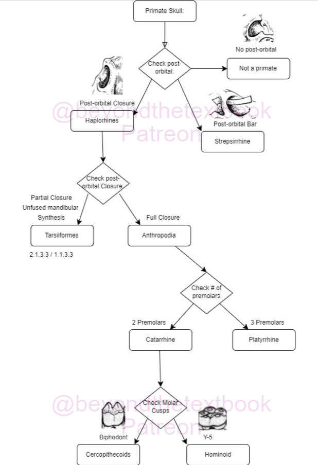 [Anthrobytes] Primate Skull Identification Chart - Bio-Anthropologist